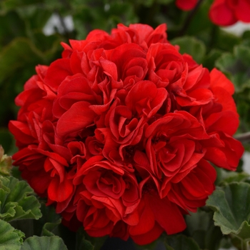 Pelargonium x hortorum 'Presto Dark Red' - Presto™ Geranium