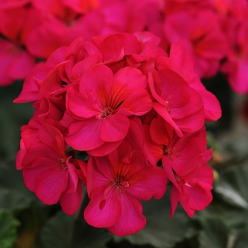 Pelargonium x hortorum 'Presto Violet' - Presto Violet Geranium