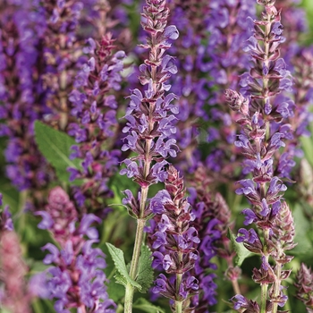 Salvia nemerosa 'Violet Riot' - Salvia Color Spires™ 