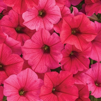 Petunia hybrid 'Supertunia Vista Paradise' - Petunia