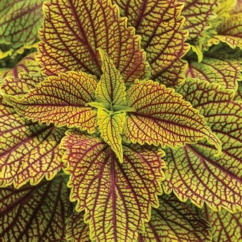 Solenostemon s. 'ColorBlaze Golden Dreams' - Coleus