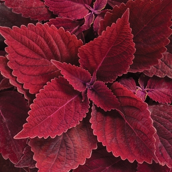 Solenostemon s. 'ColorBlaze Golden Dreams' - Coleus