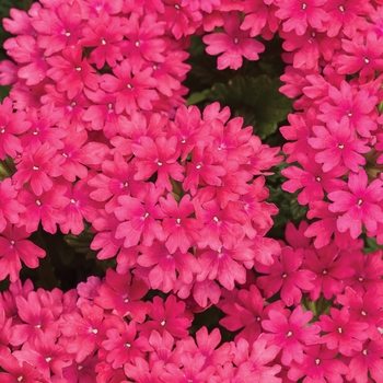 Verbena hybrid 'Superbena Raspberry' - Verbena