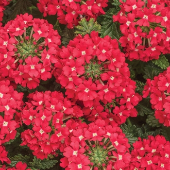 Verbena hybrid 'Superbena Scarlet Star' - Verbena