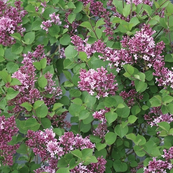 Syringa x 'Bloomerang Dwarf Purple' - Lilac