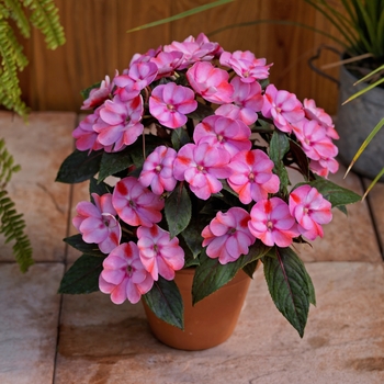 Impatiens 'Pink Candy' - SunPatiens® Compact Impatiens