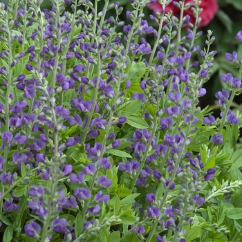 Baptisia australis - Blue False Indigo