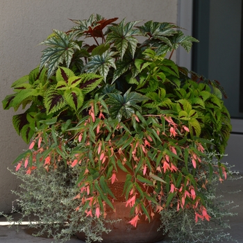 Begonia boliviensis 'San Francisco' - Begonia