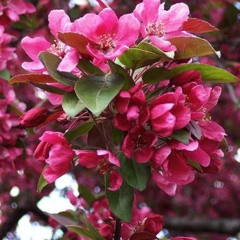 Malus 'Radiant' - Radiant Crabapple