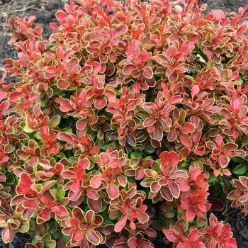 Berberis thunbergii 'Admiration' - Barberry