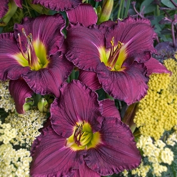 Hemerocallis Rainbow Rhythm ' Nosferatu' - Daylily