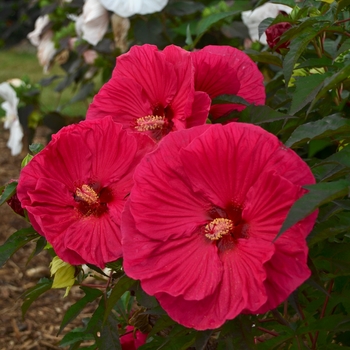 Hibiscus 'Summer in Paradise ' - Summer in Paradise Hibiscus