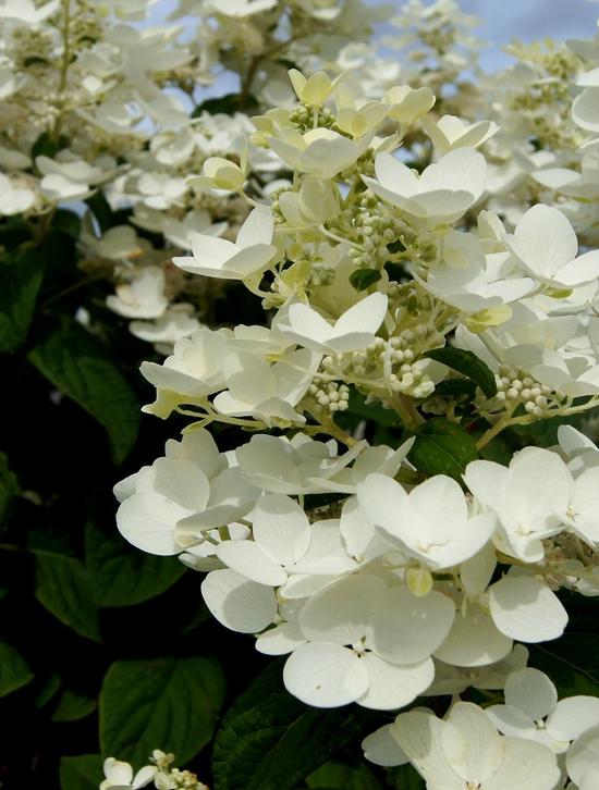 Hydrangea Variety Guide Hydrangea Variety Guide